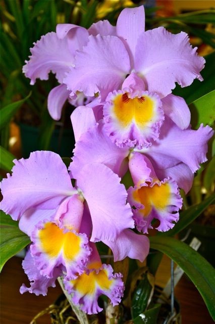 orchid