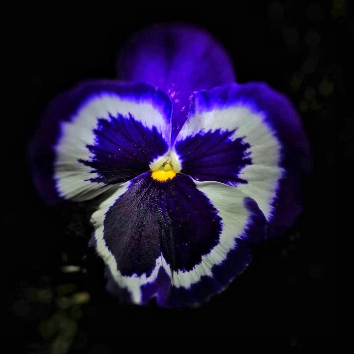 Deep purple