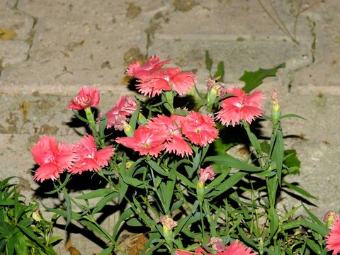 Efektsiz Pembe Çicek