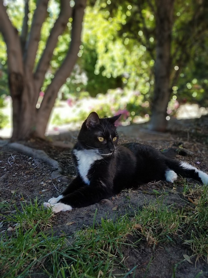 Midnight, enjoying an afternoon outside.