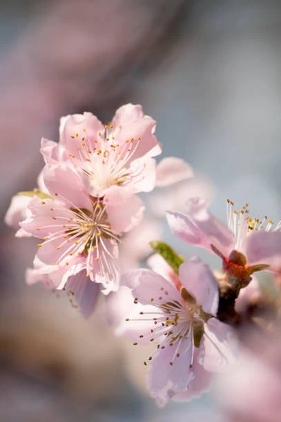 soft, tender spring blossoms
