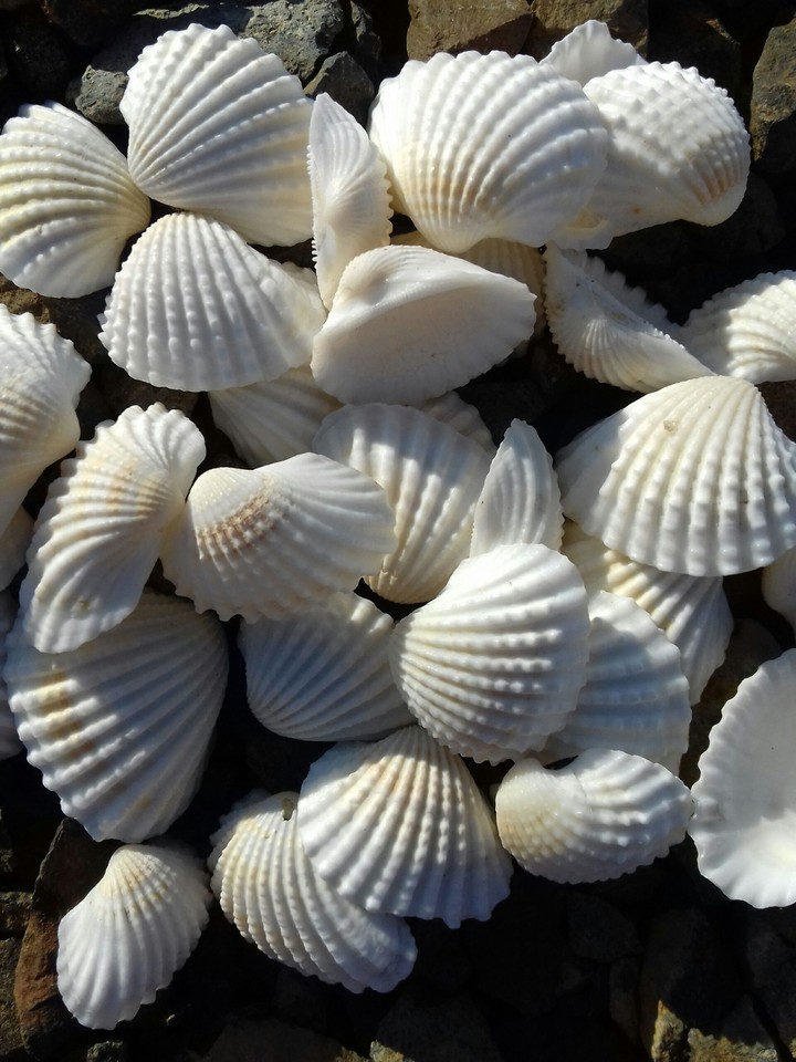 white shells