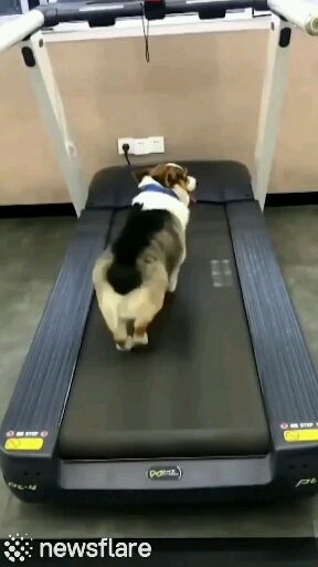 dog exercises