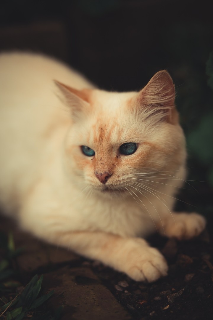 pamuk