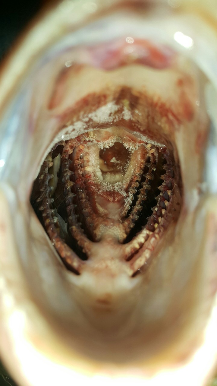 fish