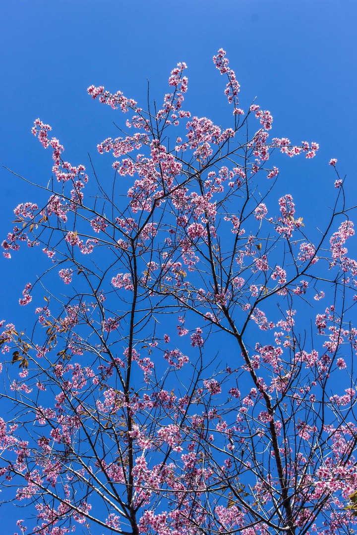 Peach blossom