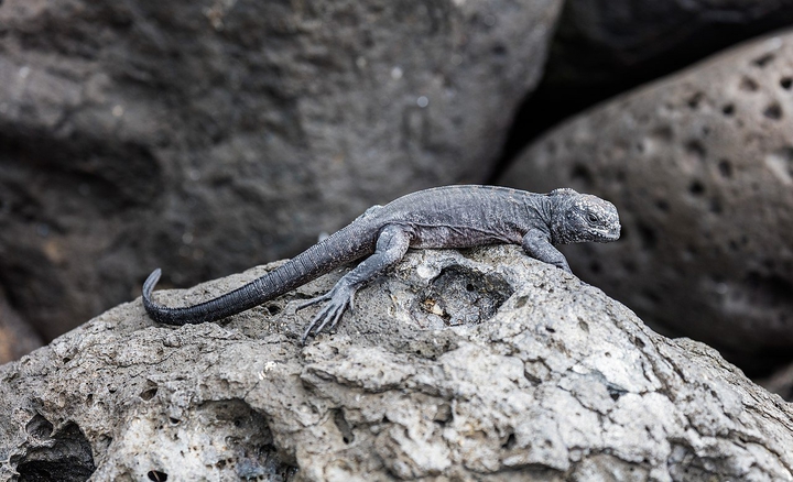 Exemplo de uma iguana marinha juvenil