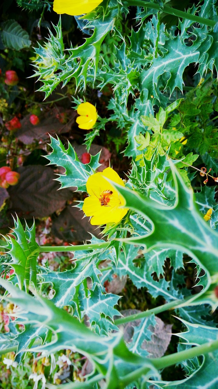 flowers