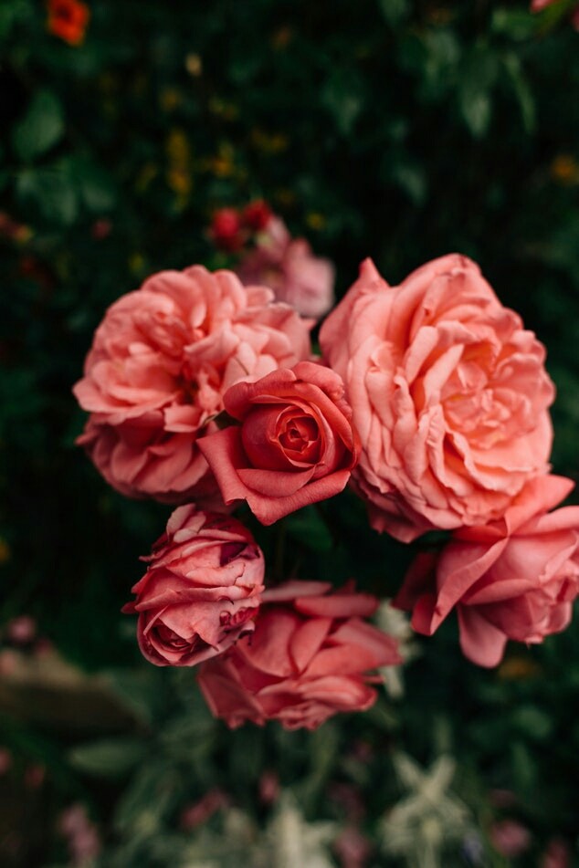 Roses♥♥♥