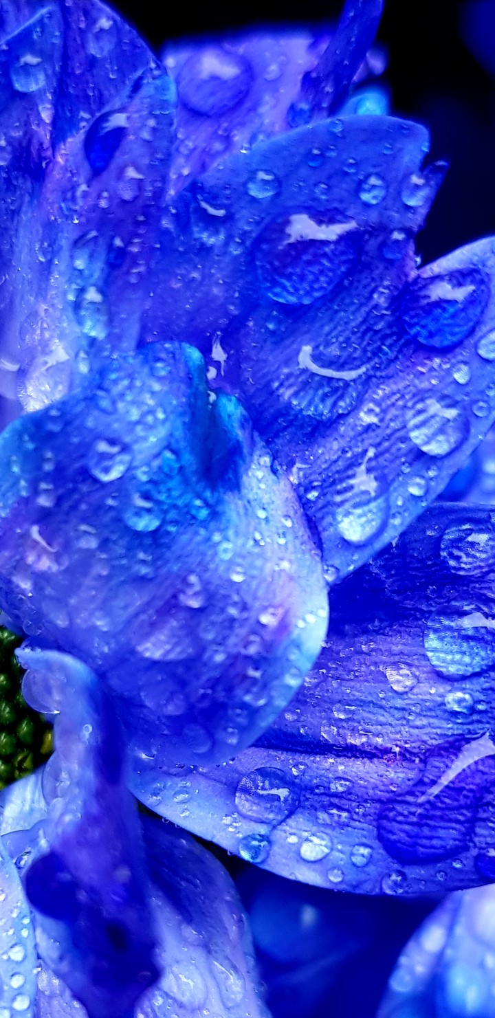 Blau