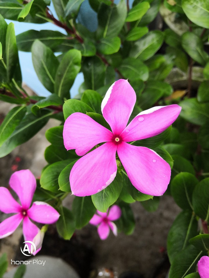 flower