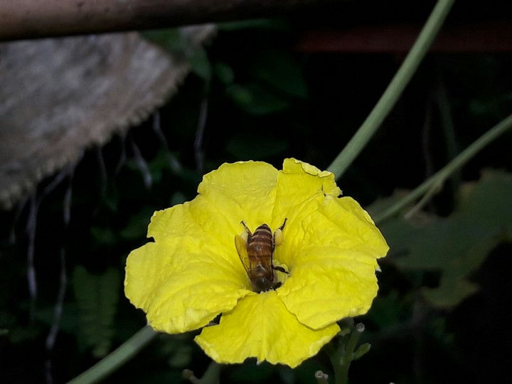 lovely bees