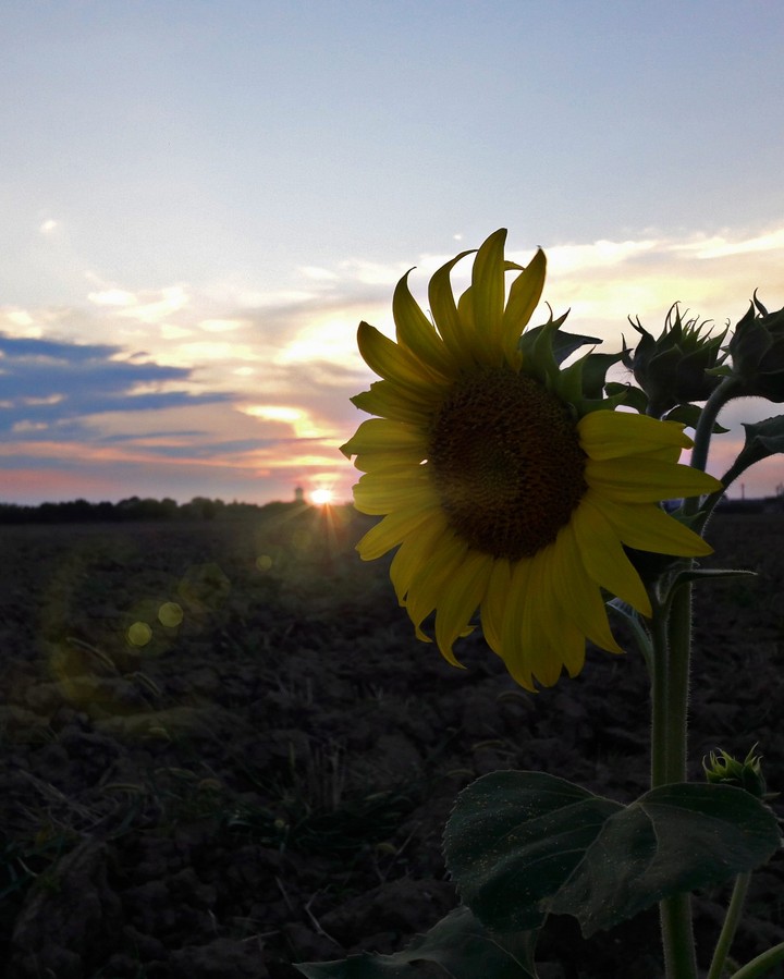 Sunflower in Sunset