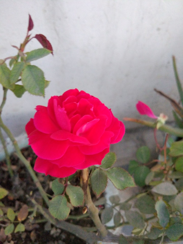 flower
