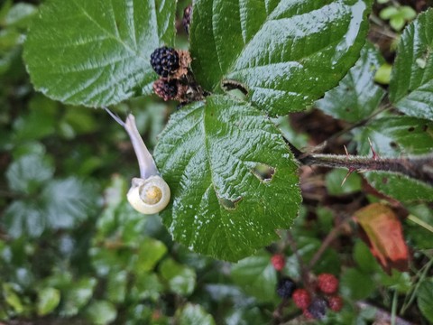 Herbstlich