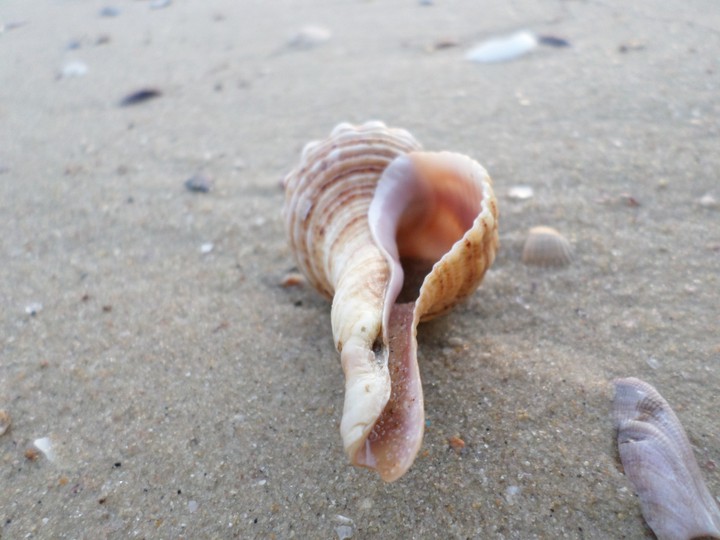 Sea shell
