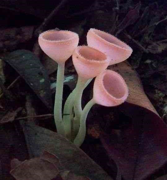 Mushroom