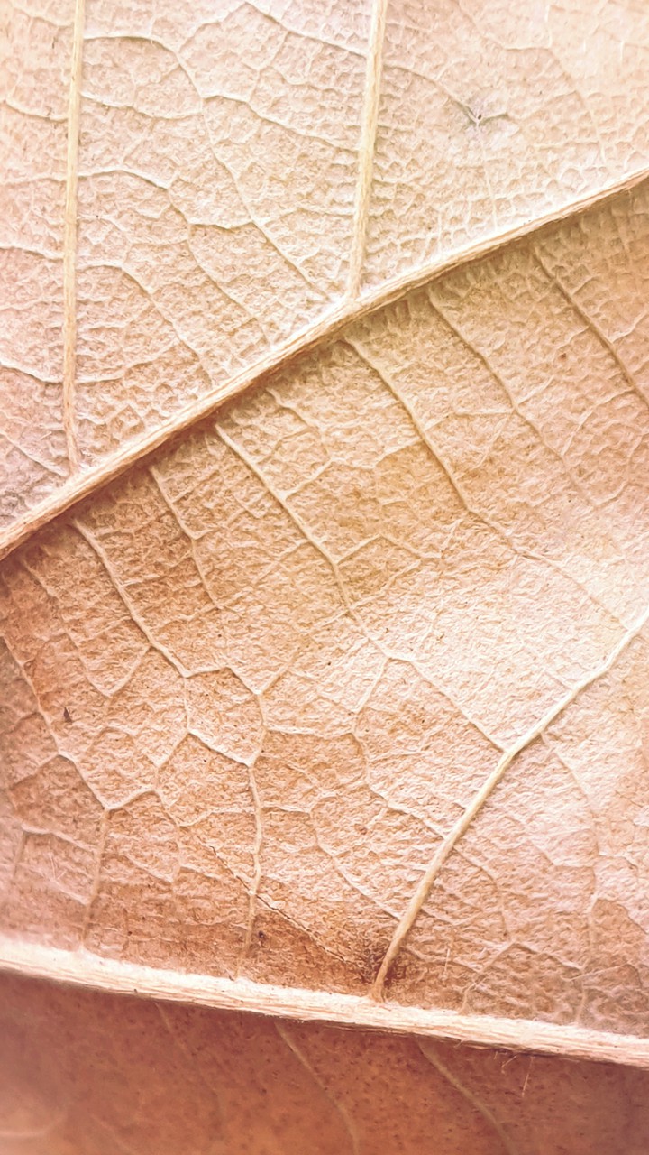 leaves or.....