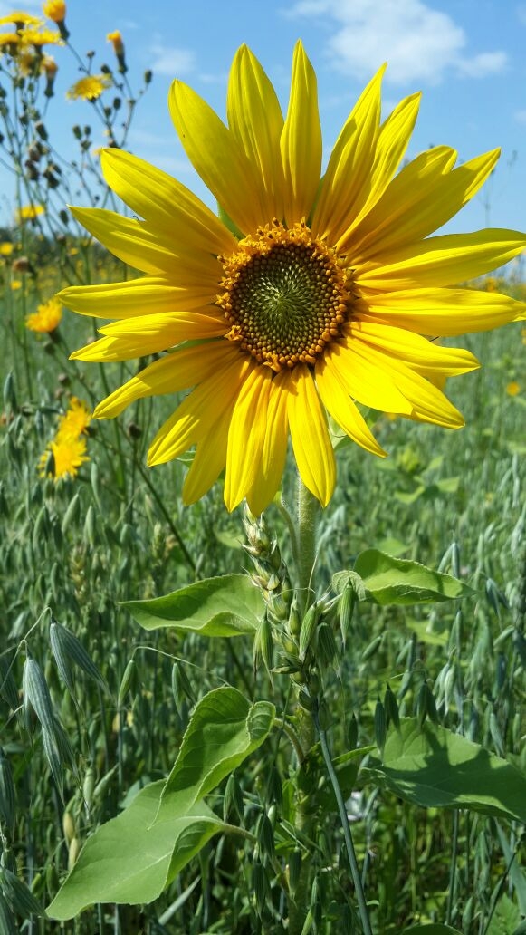 Flower