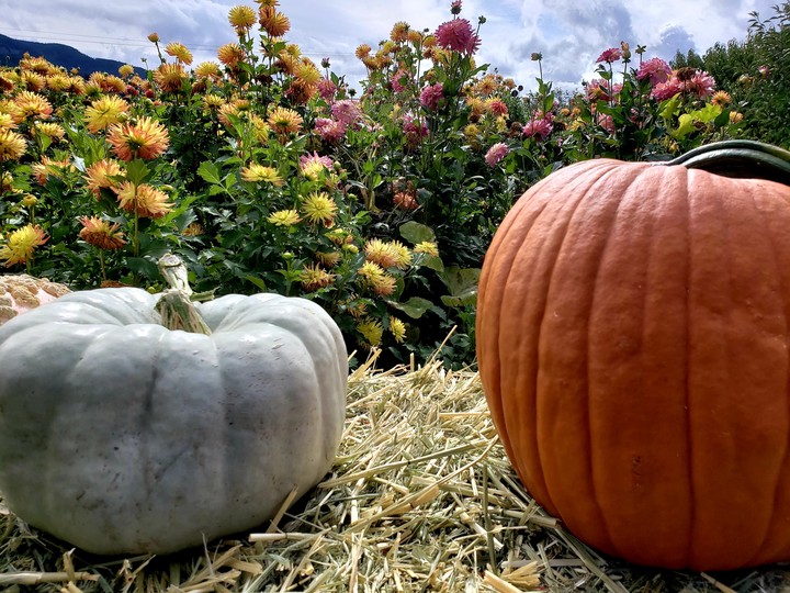 co pumpkins
