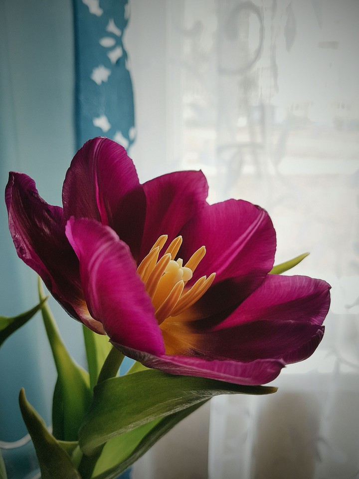 spring