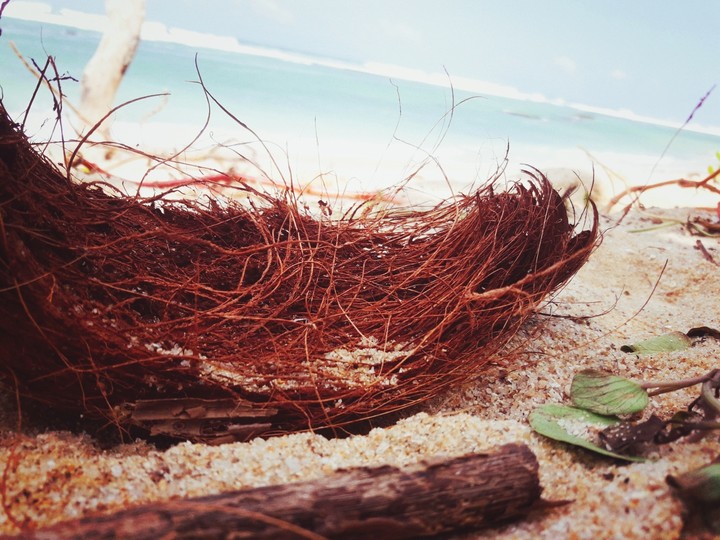 #Coconut_Cover