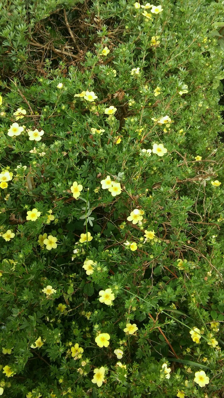yellow flowers