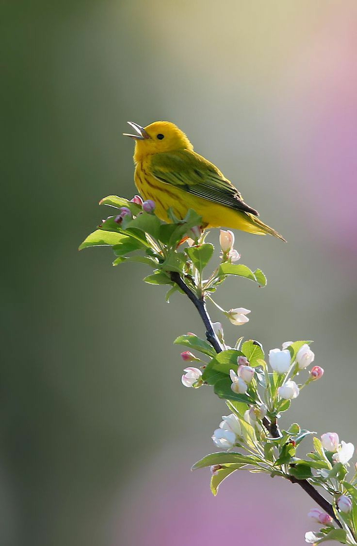birds