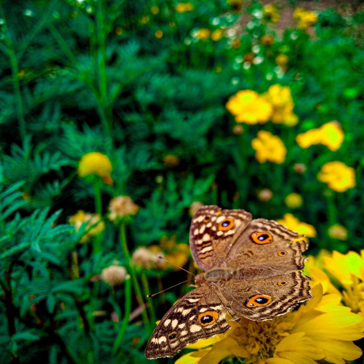 Butterfly?
