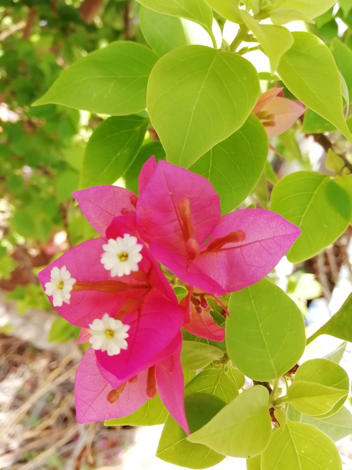 pink#flower#morning
