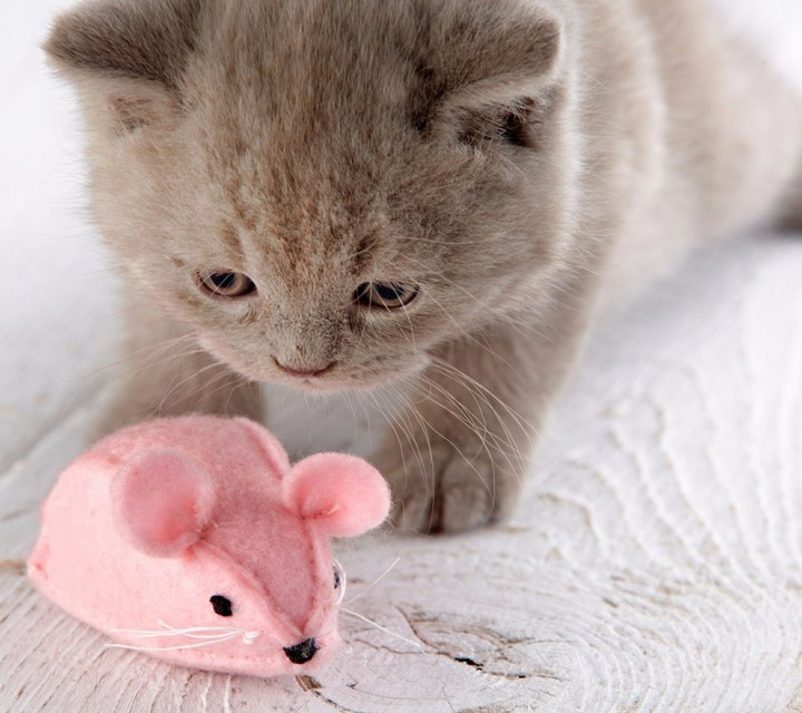 tom and jerry