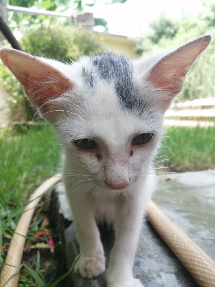 White Cat