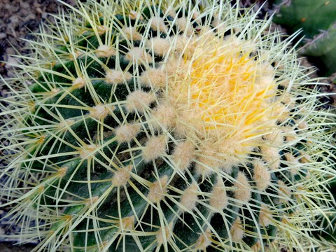 Cactus