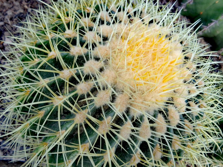 Cactus