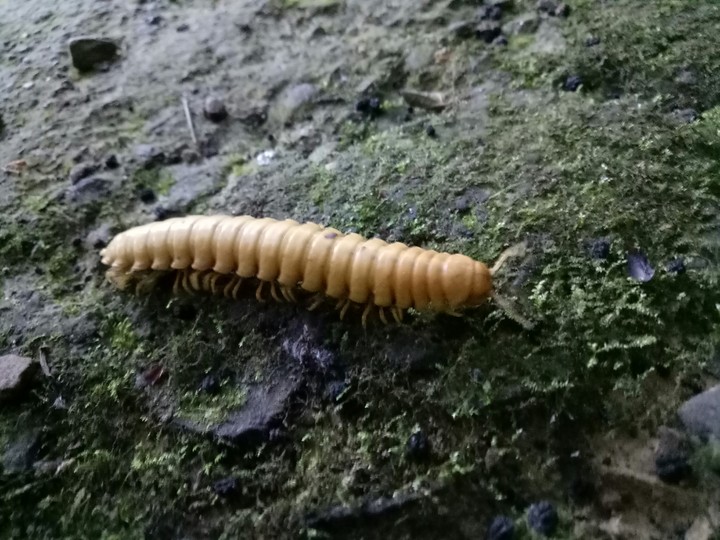 multiped bug