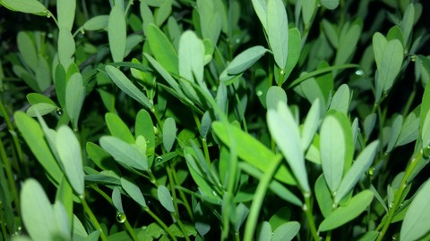 Bushes