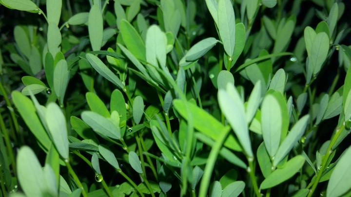 Bushes