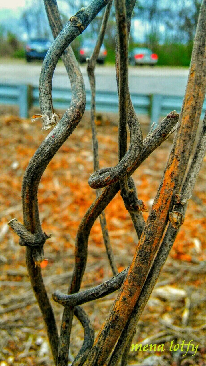 trees