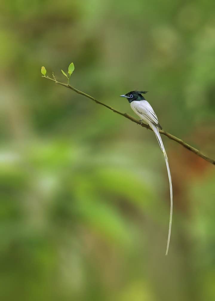 bird tail