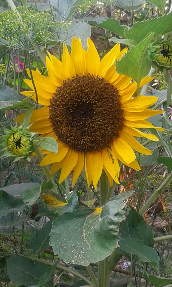 Sunflower