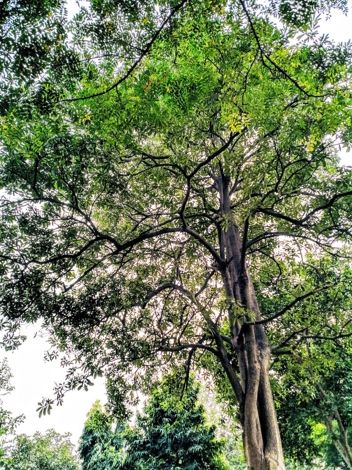 Greenery for Eyes