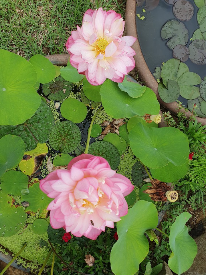 연꽃