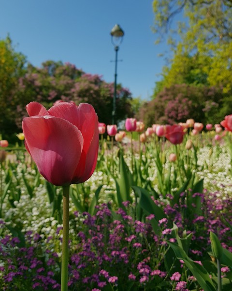 The lonely tulip