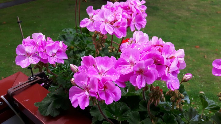 Blüten Pracht