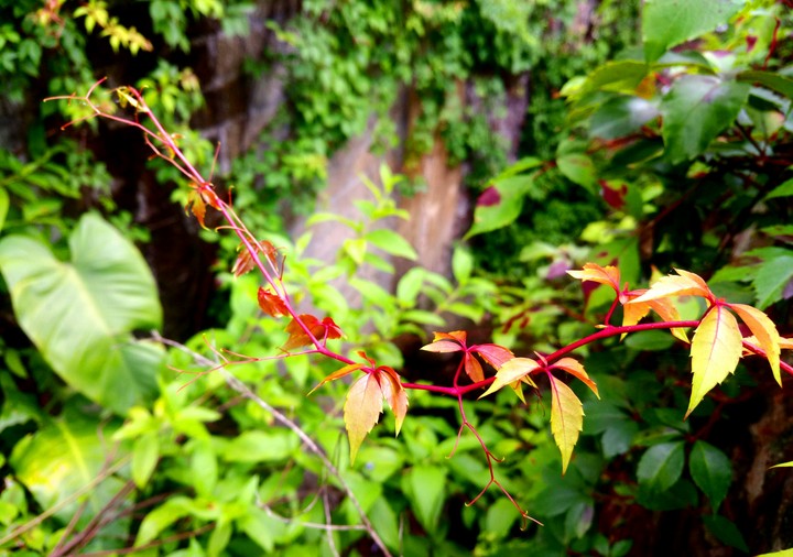 PLANTA.