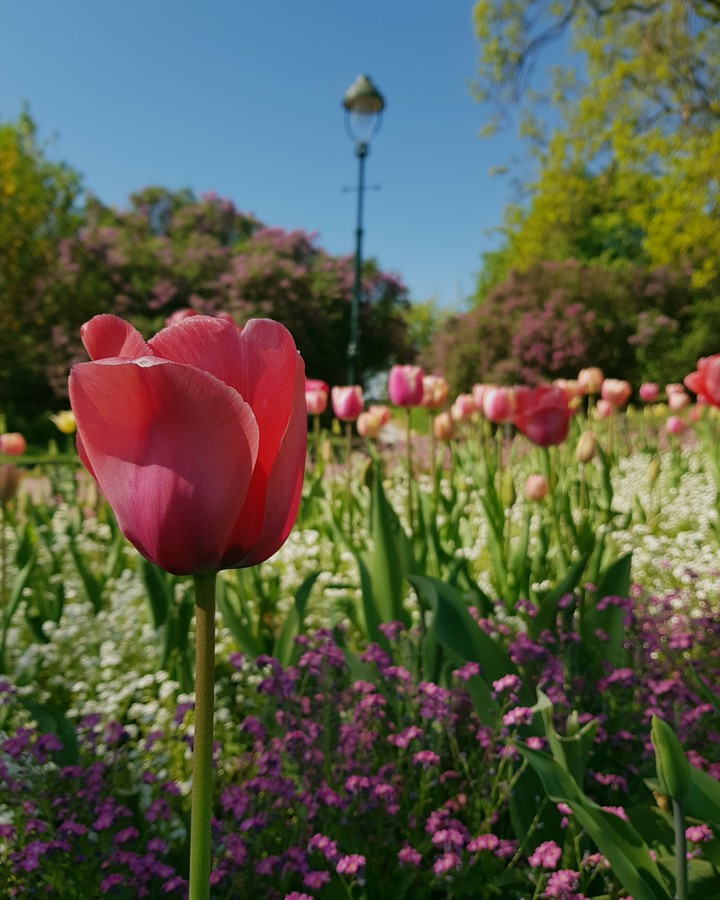 The lonely tulip