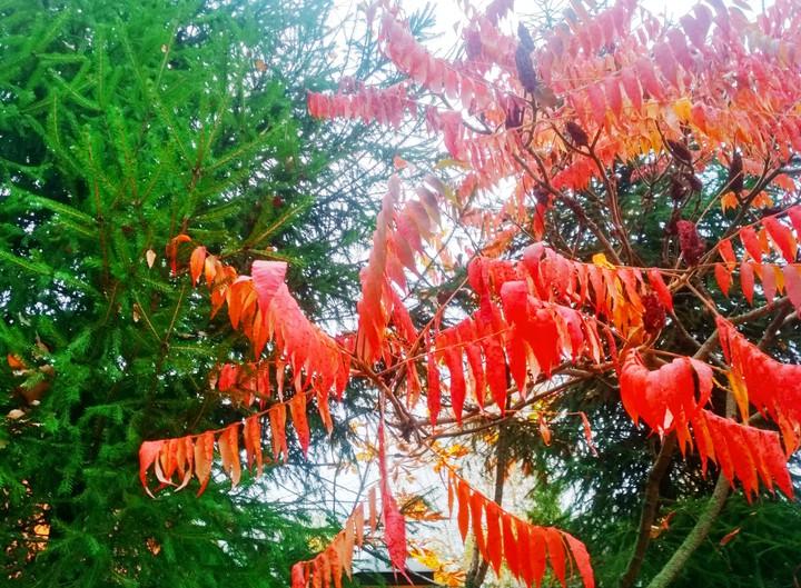 autumn