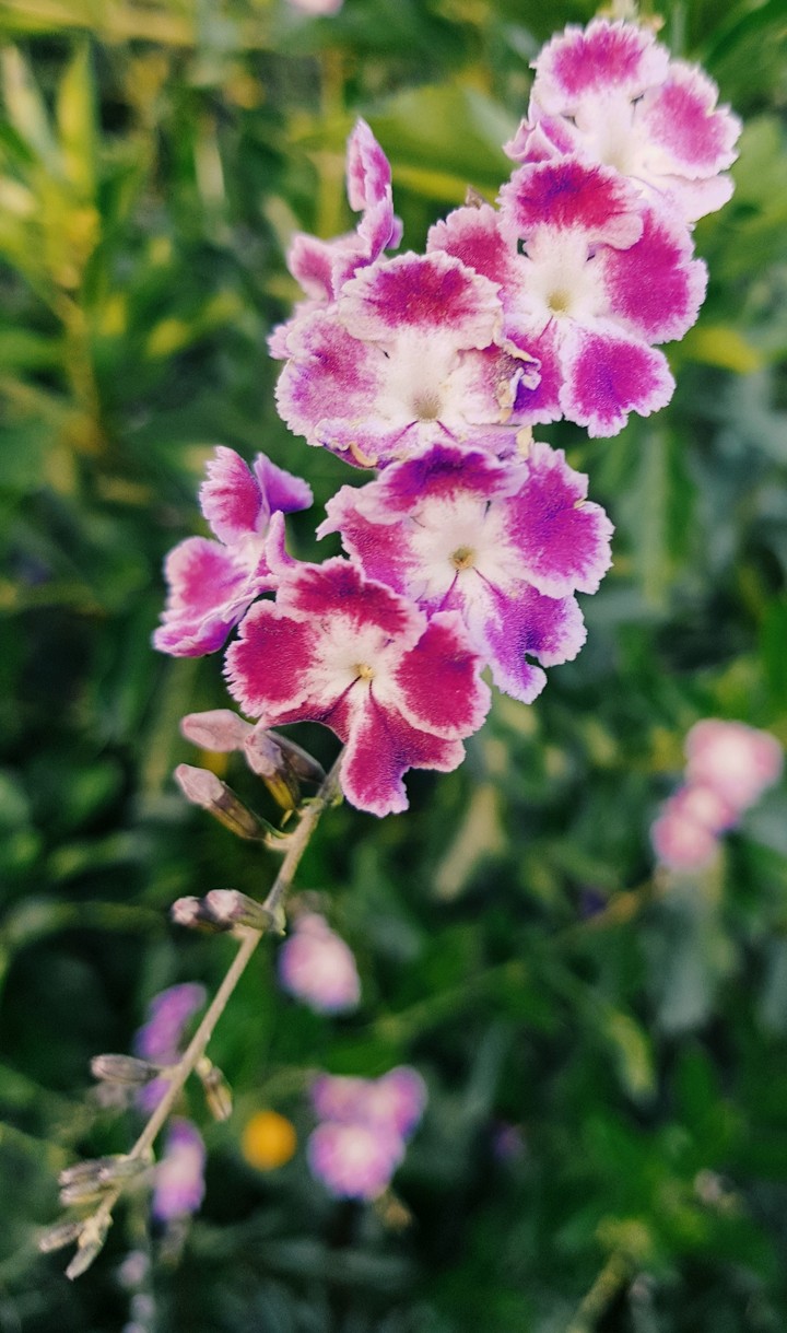 Pink flowers