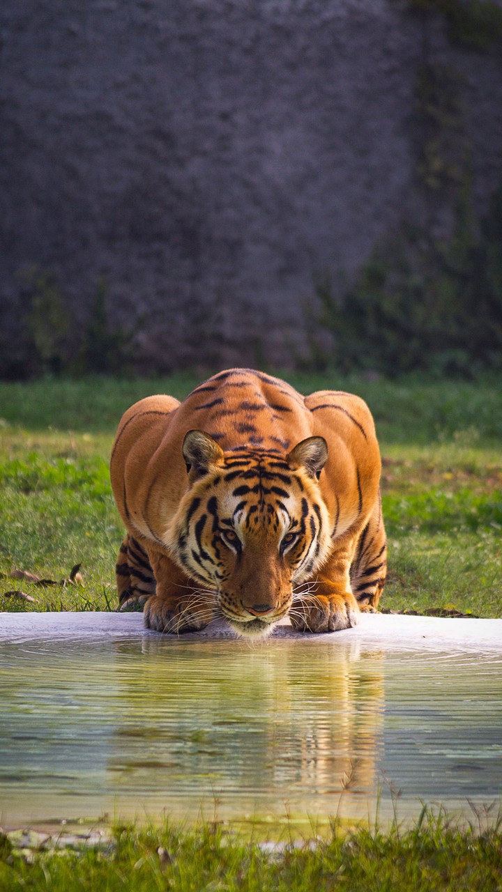 tiger