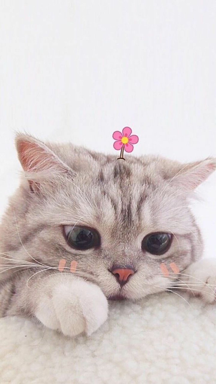кот